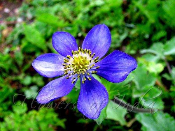 Anemone (local Himalayan variant)